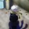Lets-Go-Kaikigumi-visual-1-e1760180605162.jpeg