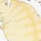 catbuttstempjpn.jpg